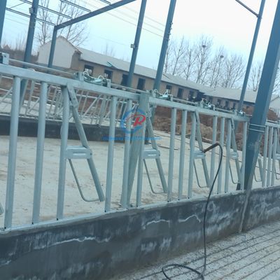 Σκληρή ατσάλινη δομή Αγελαδινό υπόστεγο Σύγχρονα ατσάλινα γαλακτοκομικά στάβλα